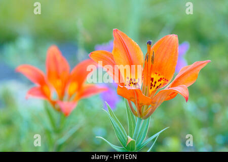 Wood lily, (Lilium philadelphicum), Bow Valley Provincial Park, Alberta, Canada Stock Photo