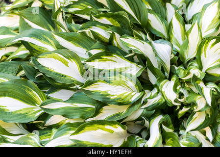 Green and white variegated Hosta form an abstract pattern. Stock Photo