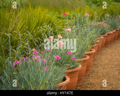 Flowering dianthus in terracotta pots Stock Photo