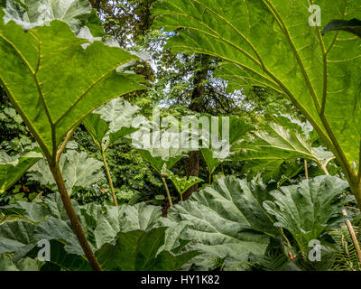Gunnera Manicata plants (Gunneraceae) Stock Photo