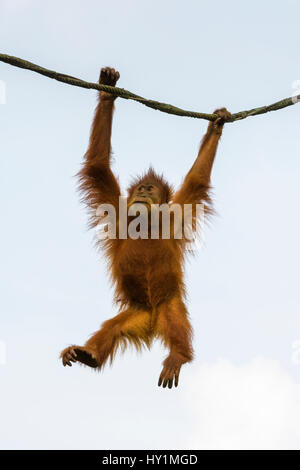 Orangutan swings from a rope in the Free-Ranging Orang-utan exhibit at Singapore Zoo, Singapore Stock Photo