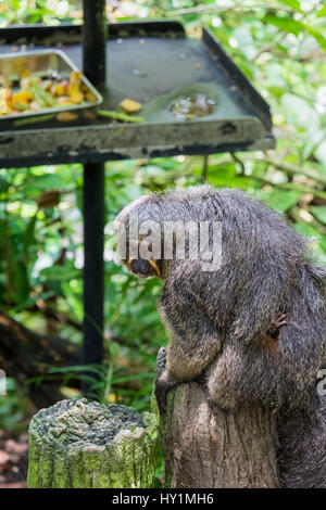 A female White-faced saki monkey carrying a baby in the Fragile Forest biodome in Singapore Zoo, Singapore Stock Photo