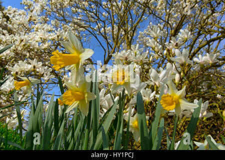 Magnolia tree in blossom with spring daffodils Stock Photo