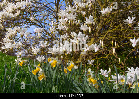 Magnolia tree in blossom with spring daffodils Stock Photo