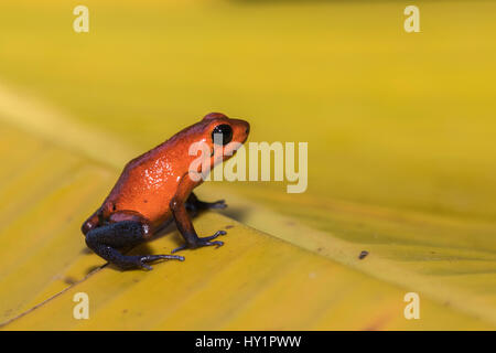 Blue-jeans Frog or Strawberry Poison-dart Frog, Dendrobates pumilio, sitting on a yellow banan leaf in rainforest at Laguna del Lagarto, Boca Tapada, 