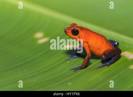 Blue-jeans Frog or Strawberry Poison-dart Frog, Dendrobates pumilio, sitting on a green banan leaf in rainforest at Laguna del Lagarto, Boca Tapada, s