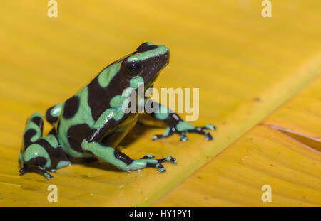Green-and-black poison dart frog Dendrobates auratus, or green-and-black poison arrow frog sitting on a yellow banana leaf in rainforest at Laguna del Stock Photo