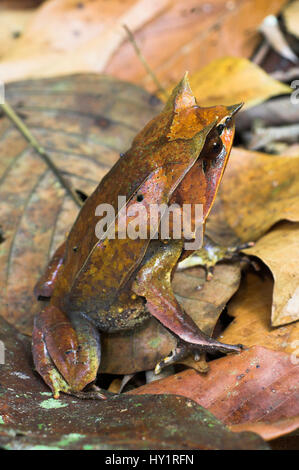 Bornean horned frog (Megophrys nasuta) among leaf-litter in forest floor, Danum Valley, Sabah, Borneo. Stock Photo