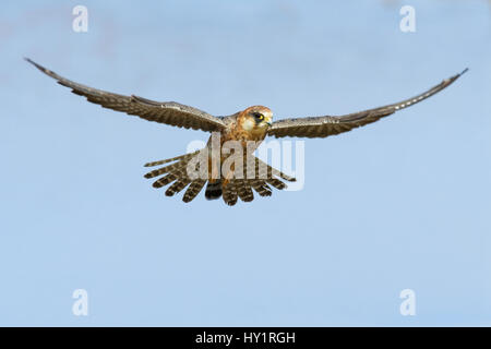 Female Red footed falcon (western) (Falco vespertinus) hovering in flight. Etosha national park, Namibia. Stock Photo