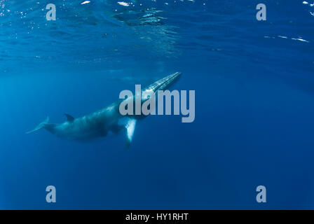 Dwarf minke whale (Balaenoptera acutorostrata) near surface, Queensland, Australia. Endangered species. Stock Photo