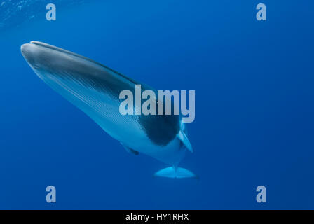 Dwarf minke whale (Balaenoptera acutorostrata) portrait, Queensland, Australia. Endangered species. Stock Photo