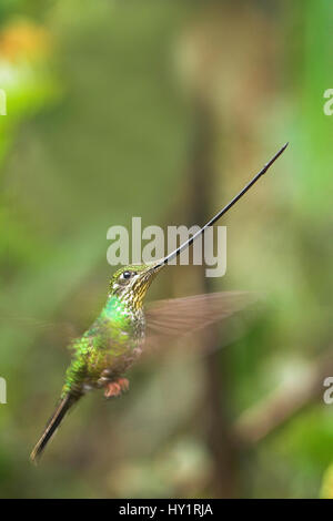 Sword-billed Hummingbird (Ensifera ensifera) flying, Yanacocha montane forest, Ecuador. Stock Photo