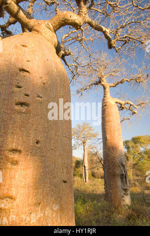 Bottle Baobab tree (Adansonia rubrostipa) in Ifaty Spiny Forest, SW Madagascar. Stock Photo