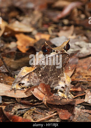 Bornean Horned Frog (Megophrys nasuta) on rainforest floor, Danum Valley, Sabah, Borneo, September. Stock Photo