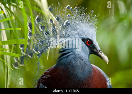 Victoria crowned pigeon (Goura victoria) from swamp and sago palm forest areas in northern New Guinea. Captive, Jurong Bird Park, Singapore. Stock Photo