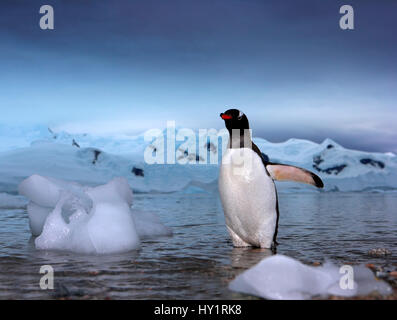Gentoo penguins (Pygoscelis papua) emerging from the sea, Antarctica. Stock Photo