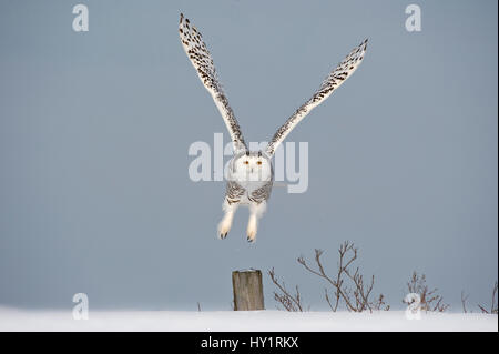 Snowy owl (Bubo scandiaca) taking off from post, Canada. Stock Photo