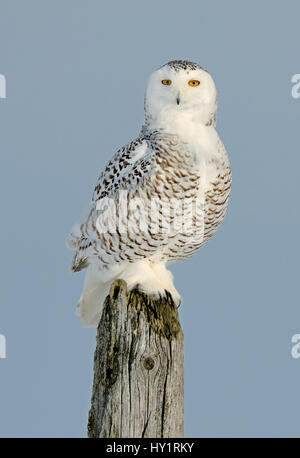 Snowy owl (Bubo scandiaca) perched on post, Canada.