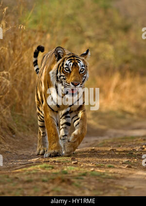 Bengal tiger (Panthera tigris tigris) female, Machali, Ranthambore National Park, Rajasthan, India. Endangered species. Stock Photo