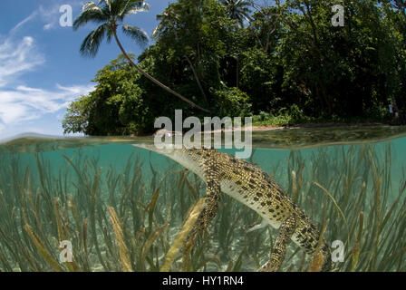 Saltwater crocodile (Crocodylus porosus) swimming at water surface, split-level, amongst eelgrass, New Guinea, Indo-pacific. Stock Photo