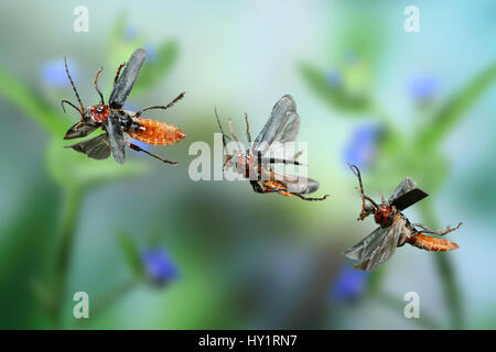 Black and red soldier beetle (Cantharis rustica) in flight, UK, digital composite. Stock Photo