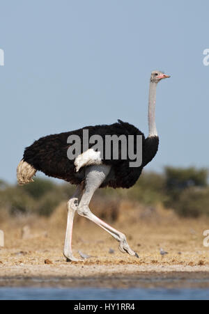 Ostrich (Struthio camelus) male walking beside water, Etosha National Park, Namibia, June. Stock Photo