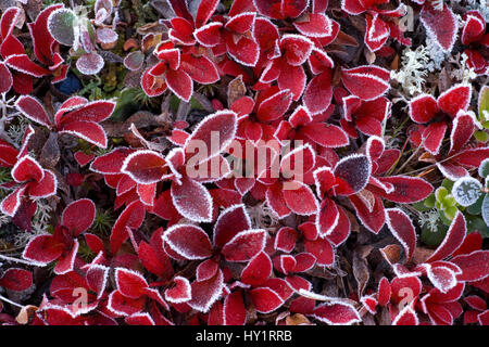 RF- Mountain bearberry (Arctous alpinus) covered in frost, Sarek National Park, Laponia World Heritage Site, Lapland, Sweden. September. Stock Photo