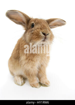 Sandy Lionhead-cross rabbit, sitting. Stock Photo