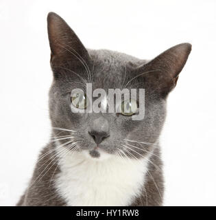 Blue-and-white Burmese-cross cat, Levi, head portrait. Stock Photo