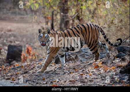 Adult female Bengal Tiger (Panthera tigris tigris) Reshma (26th April 2009) last seen alive on 30th April, found dead on 6th May, Bandhavgarh National Park, India. Endangered species. Stock Photo