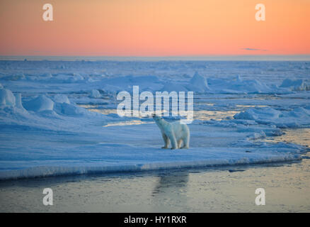 RF- Polar Bear (Ursus maritimus) on pack ice, sniffing the air at sunset, Svalbard, Norway, September 2009. Endangered species. Stock Photo