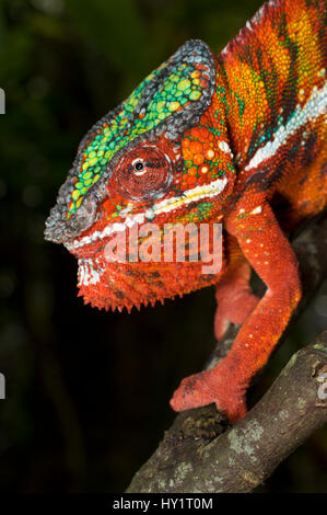 Male Panther Chameleon (Furcifer pardalis) in aggresive posture. Captive, from Ambanja region, North West Madagascar.