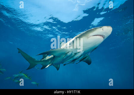 Lemon shark (Negaprion brevirostris) accompanied by Remoras (Echeneis naucrates) swimming close to surface. Grand Bahama Island. Bahamas. Tropical West Atlantic Ocean. Stock Photo