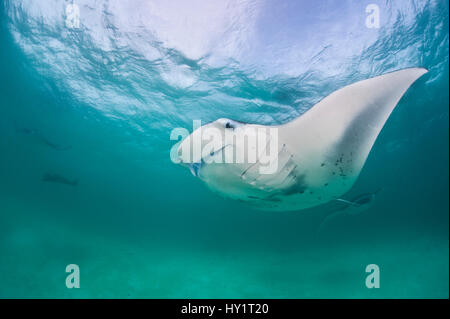 Manta ray (Manta birostris) feeding on plankton in a shallow lagoon. Hanifaru Lagoon, Baa Atoll, Maldives. Indian Ocean. Stock Photo