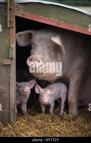 Domestic pig, hybrid large white sow and piglets in sty, UK, September 2010. Stock Photo