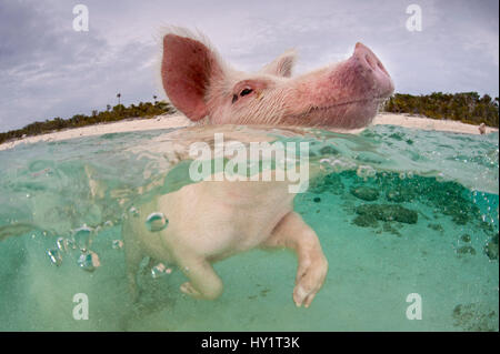 Domestic pig (Sus domestica) swimming in sea. Exuma Cays, Bahamas. Tropical West Atlantic Ocean. This family of pigs live on this beach in the Bahamas and enjoy swimming in the sea. Stock Photo