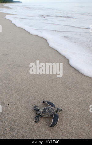 Newly hatched Leatherback turtle (Dermochelys coriacea) baby moving from the nest towards the sea. Warmamedi beach, Bird's Head Peninsula, West Papua, Indonesia, July 2009. Endangered species. Stock Photo