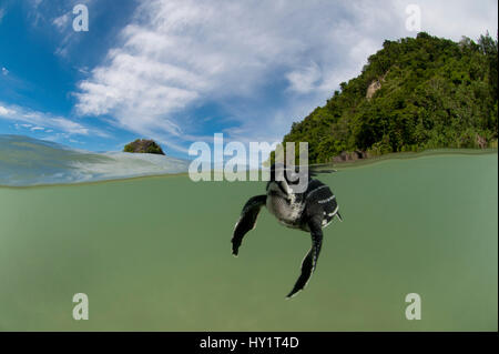 Split-level shot of Leatherback sea turtle (Dermochelys coriacea) baby swimming in sea near Warmamedi beach, Bird's Head Peninsula, West Papua, Indonesia, July 2009. Endangered species. Stock Photo