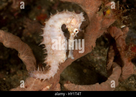 Thorny seahorse (Hippocampus hystrix) gripping a sponge with its tail. Lembeh Strait, North Sulawesi, Indonesia. Stock Photo