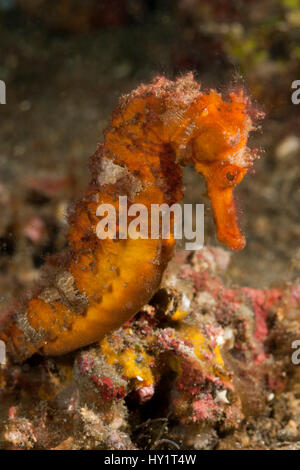 Estuary / Spotted seahorse (Hippocampus kuda) in the rubble. Lembeh Strait, North Sulawesi, Indonesia. Stock Photo