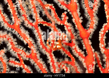 Denise's pygmy seahorse (Hippocampus denise) in its fan coral. Misool, Raja Ampat, West Papua, Indonesia. Stock Photo