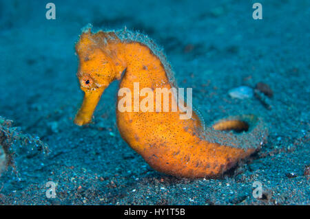 Orange Common / Spotted Seahorse (Hippocampus kuda) on seabed. Tulamben, Bali, Indonesia, Java Sea. Stock Photo