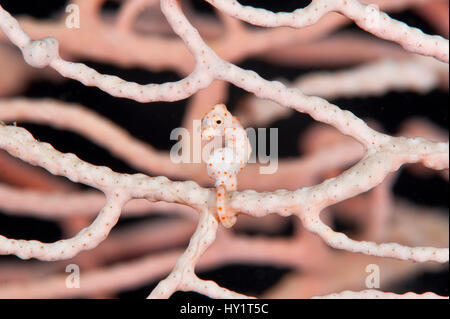 Denise's Pygmy Seahorse (Hippocampus denise) on a seafan. Misool, Raja Ampat, West Papua, Indonesia. Stock Photo