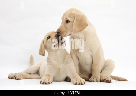 Yellow Labrador Retriever puppies, 10 weeks, touching noses. Stock Photo