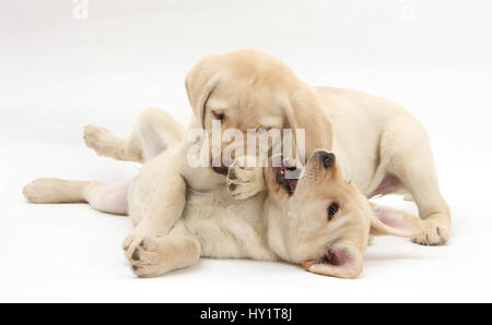 Yellow Labrador Retriever puppies, 9 weeks, play-fighting. Stock Photo