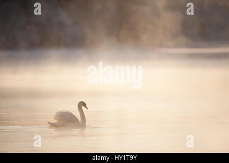 Mute swan (Cygnus olor) on water in winter dawn mist. Loch Insh, Cairngorms National Park, Highlands, Scotland UK, December. Stock Photo