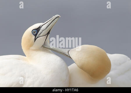 Gannet (Morus bassanus) mutual preening. Bass Rock, Firth of Forth, Scotland, UK, June. Stock Photo