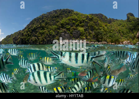 Sergeant major damselfish (Abudefduf vaigiensis), Parrotfish and Wrasses at the house reef of Miniloc Island Resort, El Nido Island, Palawan, Philippines, May 2009. These fish gather in a dense mass when bread is thrown into the water by staff from th Stock Photo