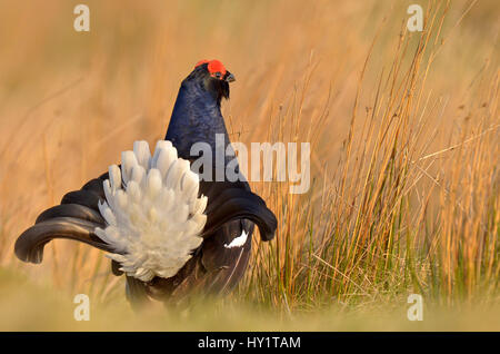 Black grouse (Tetrao tetrix) male displaying at lek, Wales, UK, April. Stock Photo