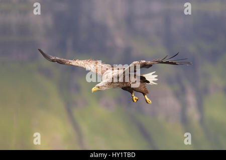 RF- White tailed sea eagle (Haliaeetus albicilla) in flight, Portree, Skye, Inner Hebrides, Scotland, UK. June. Stock Photo